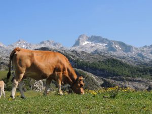 Vaca pastando