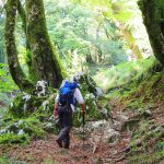 caminando por el bosque