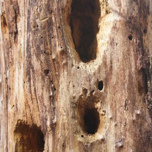 agujeros en árbol