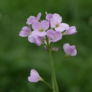 cardamine