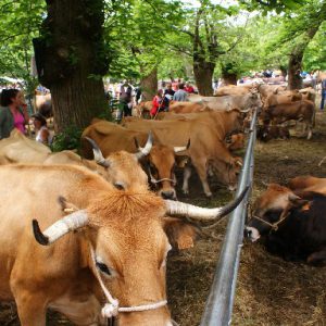 feria ganadera