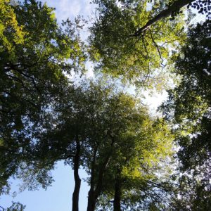 Hayedo de la Biescona