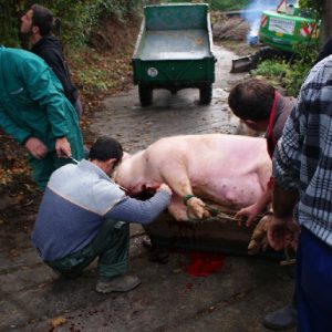 matanza del cerdo